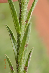 Striga bilabiata