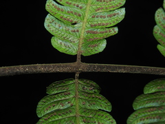 Steiropteris glandulosa