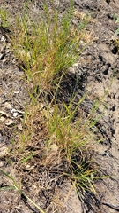 Agrostis pallens