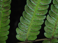 Steiropteris glandulosa