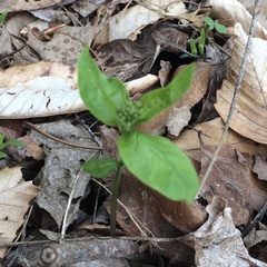 Asclepias quadrifolia