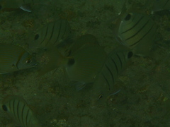 Diplodus lineatus