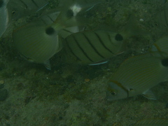 Diplodus lineatus