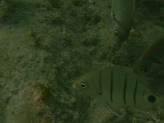 Diplodus lineatus