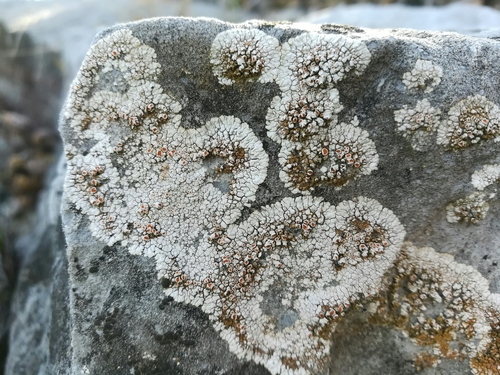 Haematomma fenzlianum image