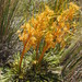 Aciphylla montana - Photo (c) Alice Shanks, some rights reserved (CC BY-NC), uploaded by Alice Shanks