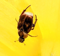 Hoplia trifasciata