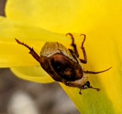 Hoplia trifasciata