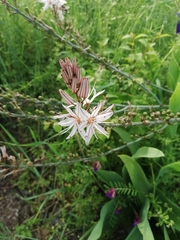 Asphodelus ramosus