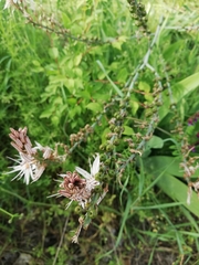 Asphodelus ramosus