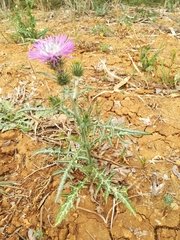 Galactites tomentosus