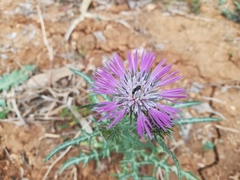 Galactites tomentosus
