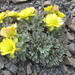 Ranunculus haastii - Photo (c) Alice Shanks, μερικά δικαιώματα διατηρούνται (CC BY-NC), uploaded by Alice Shanks