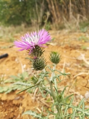 Galactites tomentosus