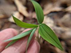 Polygonatum pubescens