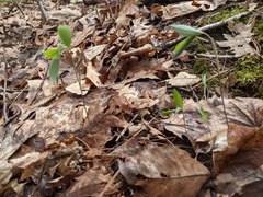 Polygonatum pubescens
