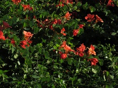 Bauhinia galpinii