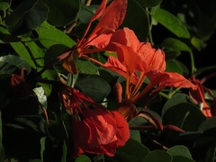 Bauhinia galpinii