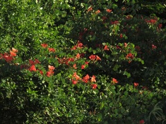 Bauhinia galpinii