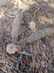Stenocereus eruca