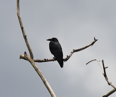Corvus enca