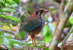 Geobiastes squamiger