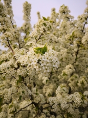 Prunus
