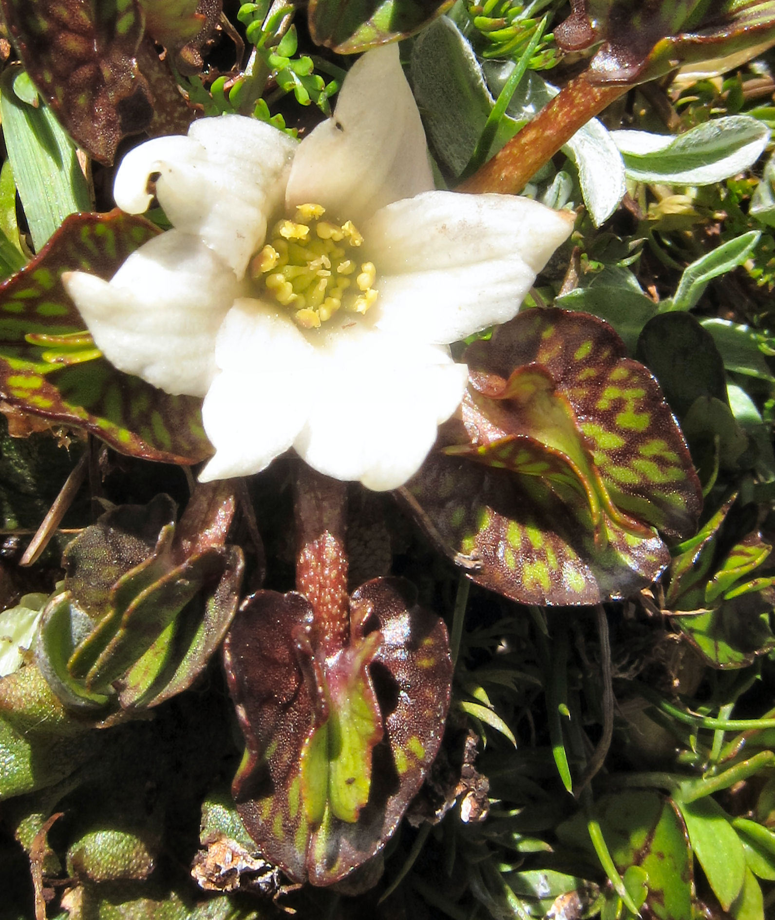 Caltha obtusa