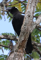 Corvus crassirostris