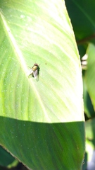 Diptera