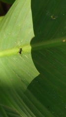 Camponotus mus