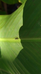 Camponotus mus