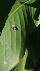 Diptera
