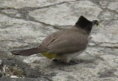 Pycnonotus barbatus layardi