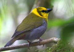 Ploceus nelicourvi