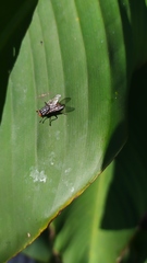 Diptera