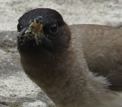 Pycnonotus barbatus layardi