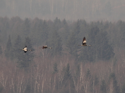 Common Crane (Grus grus), a species recorded in New Mexico