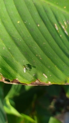 Dolichopodidae