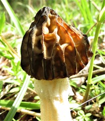 Morchella punctipes
