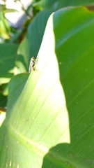 Diptera
