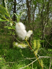 Salix