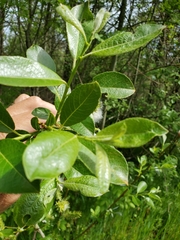 Salix