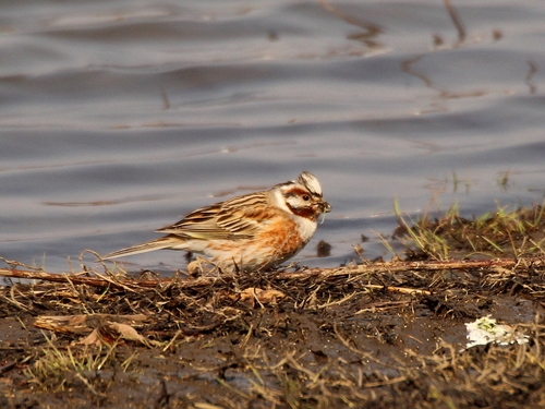 Yellowhammer × Pine Bunting