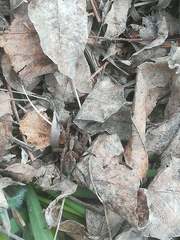 Alopecosa sulzeri
