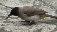 Pycnonotus barbatus layardi