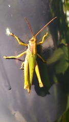Coryacris angustipennis