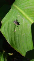 Diptera