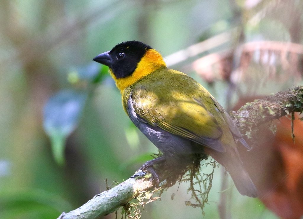 Nelicourvi Weaver photo