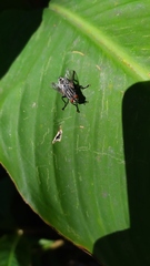 Diptera